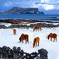 Horses facing the snow