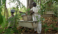 Beekeeping and honey production for the market in Nandi District