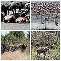 Kenya's wildlife in close-up