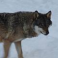 Grey Wolf (Canis lupus) 2008 IUCN Red List of Threatened Species category: Least Concern