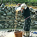 Woman preparing maize. Annapurna, Nepal
