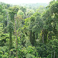 Forests in the Gulf of Guinea, Africa