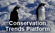 Conservation Trends button penguin