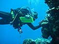 Ameer Abdulla working on a coral reef survey in the Farsan Banks in the Red Sea.