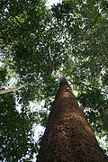 A large tree within the Mamiri Forest Reserve in Western Ghana within the region of the Upper Guinean Rainforest