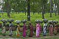 At a tea plantation bordering Kaziranga National Park, women workers tote freshly picked leaves to be processed.