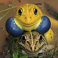 This image shows the courtship behavior of Indian Bull frogs (Holobatrachus tigerinus). During the monsoon, the breeding males become bright yellow in color, while females remain dull. The prominent blue vocal sacs of male produce strong nasal mating call.