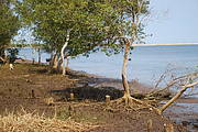 Mangrove coastline in Mozambique