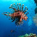 Lionfish swimming around the Great Barrier Reef, Australia