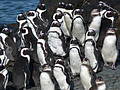 Plenty of penguins on Robben Island, South Africa