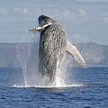 Humpback whale (Megaptera novaeangliae) 